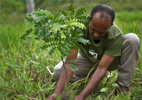 Projeto restaurará 200 hectares de manguezais e mata ciliar na Baía de Todos-os-Santos