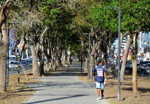 Prefeitura de Feira estabelece Plano Diretor de Arborização Urbana