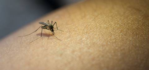 Especialista ensina como usar o hipoclorito de sódio no combate ao Aedes aegypti