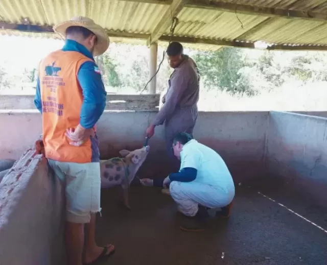 Sistema de vigilância da Adab atua na prevenção da Peste Suína